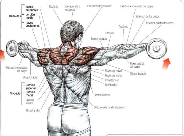 Упражнение для прокачки передних и средних дельт, мышц-вращателей плеча