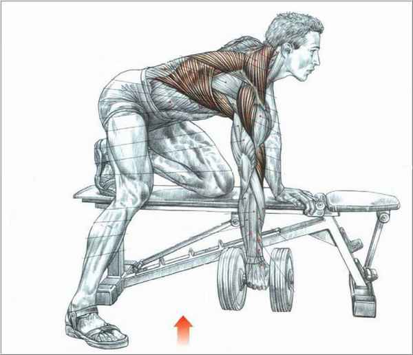 Подтягивания и тяга гантелей для широчайших мышц