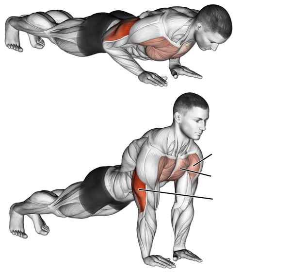 Какие мышцы работают при отжимании. Отжимания на бицепс, трицепс и плечи.