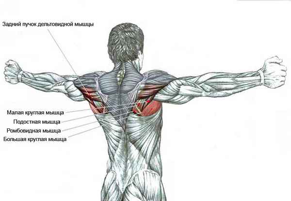 Тренировка заднего пучка дельтовидной мышцы плеча