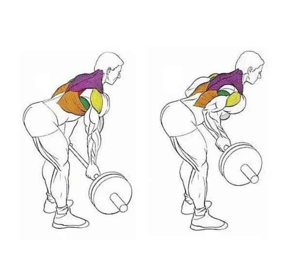 Качаем широчайшие мышцы спины тягой штанги к поясу в наклоне обратным хватом