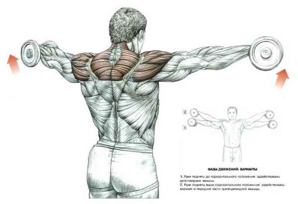 Тренировка мышц в зале — Как накачать плечи и другие мышцы правильно и методично. "Жир в Топку!" — Антон Чудин