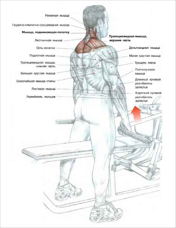 Шраги стоя в тренажере для трапециевидных мышц