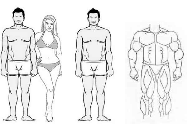 Особенности людей с телосложением типа эндоморфа