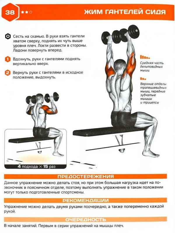 Особенности жима сидя, какие мышцы работают при выполнении упражнения