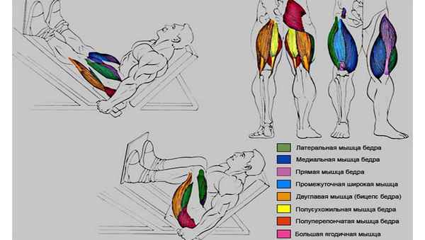 Жим ногами сидя: квадрицепсы, бицепсы бедер и ягодичные мышцы