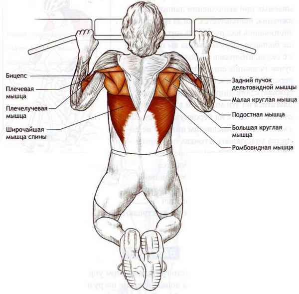 Какие мышцы работают при подтягивании: прокачайте группы целевых мышц
