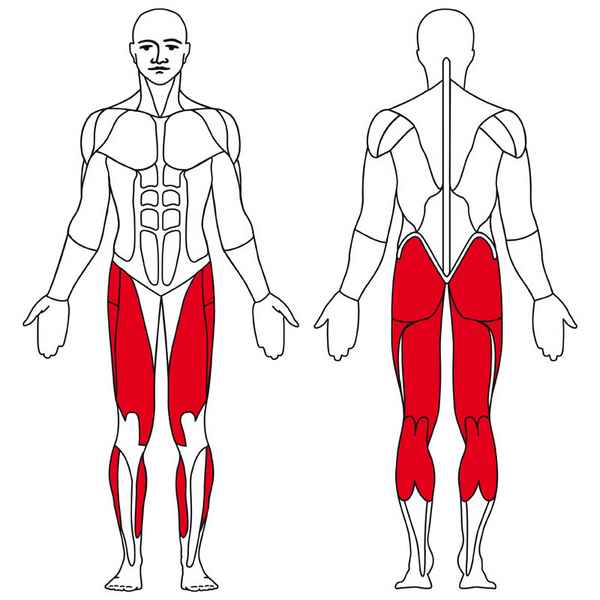 Отстающие мышцы портят пропорции всего тела: как их накачать