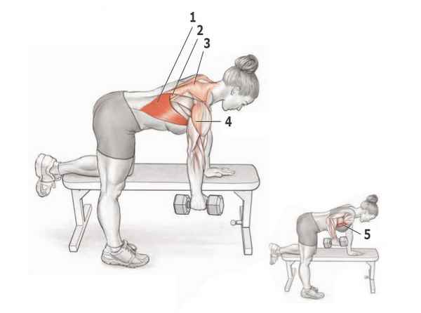 Тренируем широчайшие мышцы спины тягой гантели к поясу в наклоне