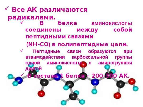 Каким образом формируются пептидные цепочки и другие элементы аминокислот