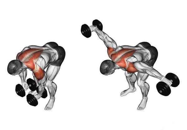 Как накачать длинные мышцы спины наклонами сидя с гантелей