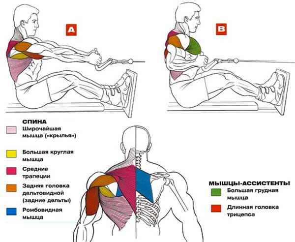 Тяга горизонтального блока: как нарастить мышцы спины быстро и без травм