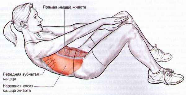 Упражнения для мышц пресса. Как накачать верх и середину прямой мышцы живота. Сгибания корпуса сидя спиной к верхнему блоку