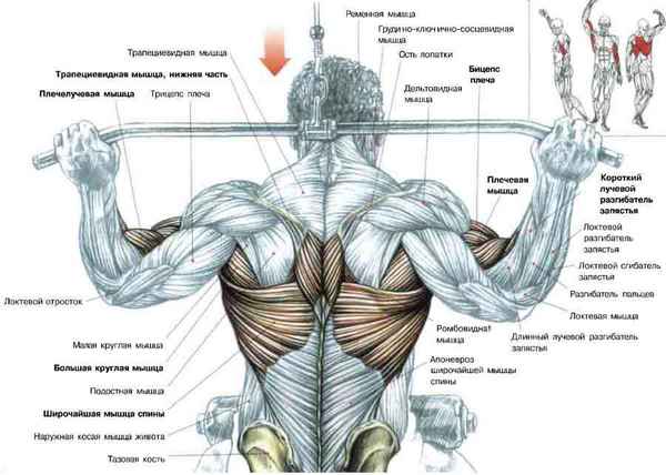 Как правильно качать мышечную группу спины: анатомия и набор упражнений