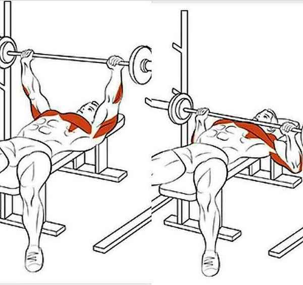 Упражнения для мышц гpyди. Как накачать низ грудных мышц. Жим штанги лежа на скамье с мостом