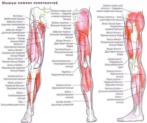 Особенности и нюансы анатомии мышц ног человека
