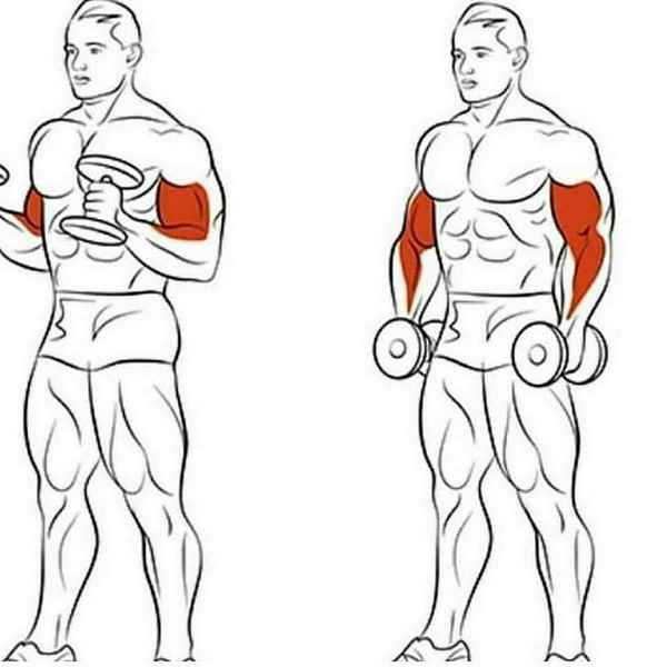 Упражнение для бицепсов > Увеличить объем бицепса > Сгибание одной руки стоя у верхнего блока