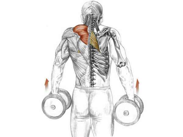 Упражнения для спины. Как накачать трапециевидные мышцы шрагами стоя с гантелями